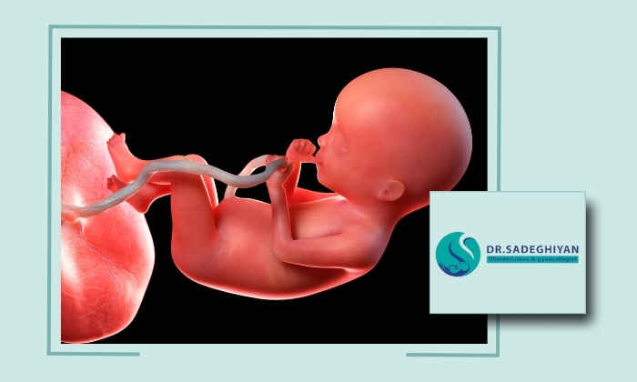 چطور سلامت جنین را در سه ماهه اول بارداری کنترل کنیم؟